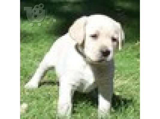 PoulaTo: λευκό λαμπραντόρ κουτάβι